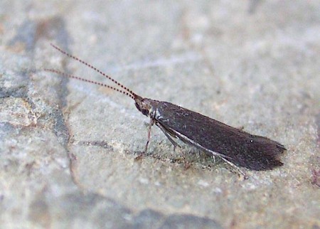 Coleophora coracipennella