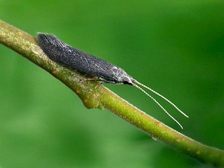 Coleophora prunifoliae