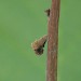 Larval case on Corylus • © Tom Sleep