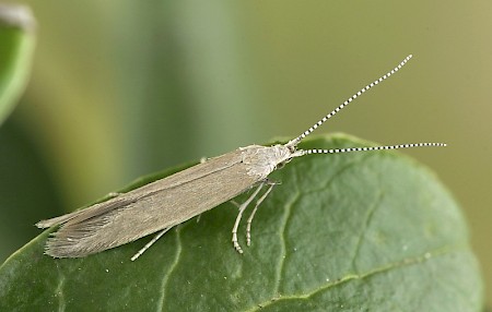 Coleophora glitzella