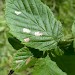 Feeding • On Corylus, Denham, E. Suffolk • © Nigel Whinney