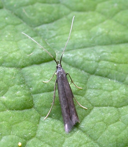 Coleophora albitarsella