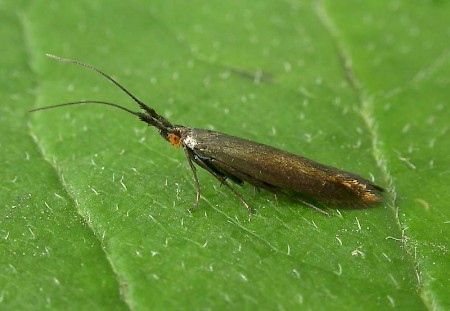 Coleophora amethystinella