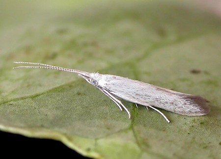 Coleophora albidella