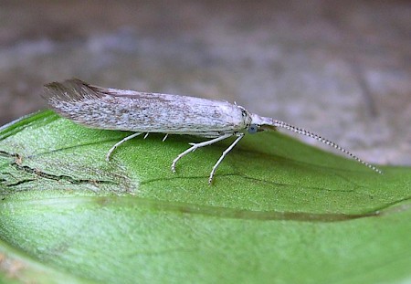 Coleophora albidella