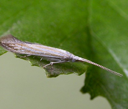 Adult &bull; ex. larva, W. Yorkshire, leg. P. Talbot &bull; &copy; Ian Kimber