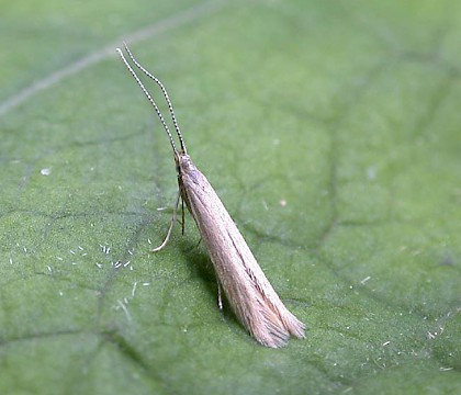 Adult &bull; Redgrave and Lopham Fen, Norfolk (gen. det) &bull; &copy; Nigel Whinney
