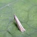 Adult • Redgrave and Lopham Fen, Norfolk (gen. det) • © Nigel Whinney