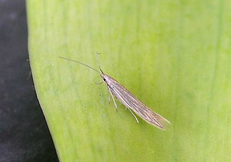 Coleophora otidipennella