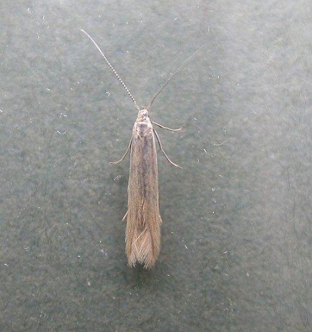 Coleophora alticolella