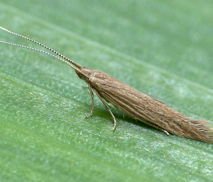 Adult &bull; Gann Estuary, Pembrokeshire. ex. Larva, gen. det. PGC &bull; &copy; Patrick Clement