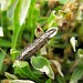 Larva • Dungeness, Kent, on Silene nutans • © Andy Beaumont