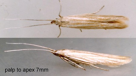 Coleophora peribenanderi