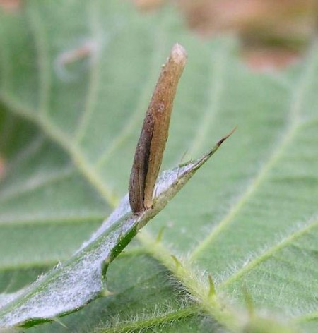 Coleophora peribenanderi