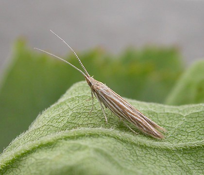 Adult &bull; Blean Woods, Kent. Reared from larva &bull; &copy; Francis Solly