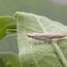 Adult • Blean Woods, Kent. Reared from larva. • © Francis Solly