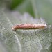 Larva • Blean Woods, Kent. On goldenrod. • © Francis Solly