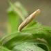 Larva • Weybridge, Surrey, on Artemisia vulgaris • © Andrew Mitchell