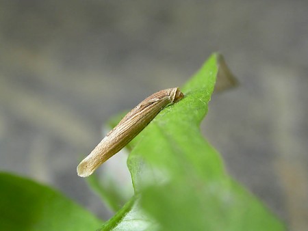 Coleophora trochilella