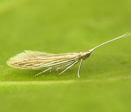 Adult &bull; Reared from yarrow, Flixton, Cheshire &bull; &copy; Ben Smart