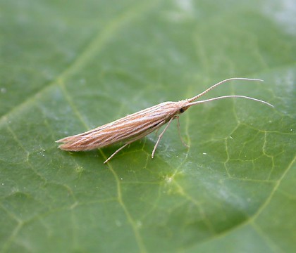 Adult &bull; reared from cases on Pulicaria dysenterica, Pegwell, Kent &bull; &copy; Francis Solly