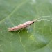 Adult • reared from cases on Pulicaria dysenterica, Pegwell, Kent • © Francis Solly