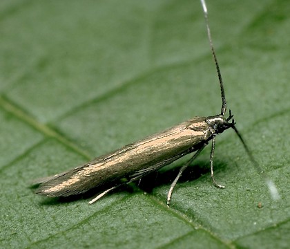 Adult &bull; Upper Dean, Bedfordshire &bull; &copy; Charles Baker