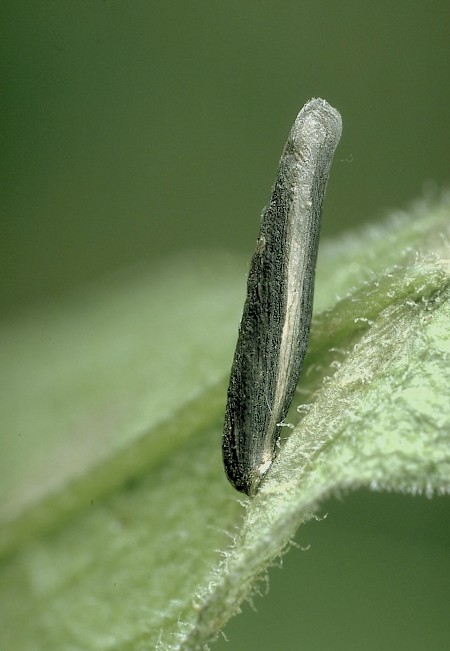 Coleophora paripennella