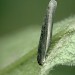 Larval Case • Studham, Bedfordshire • © Charles Baker