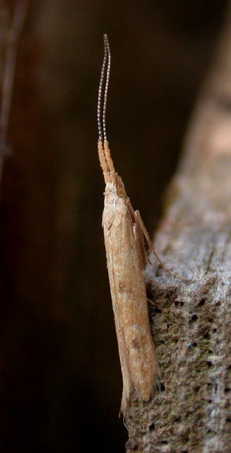 Coleophora salicorniae