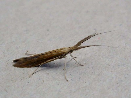 Coleophora wockeella