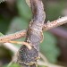 Larval case • Chiddingfold Forest, Surrey • © Malcolm Bridge