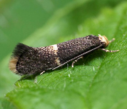 Adult &bull; Uffmoor Wood, Worcestershire. Ex. mine in Deschampsia cespitosa &bull; &copy; Patrick Clement