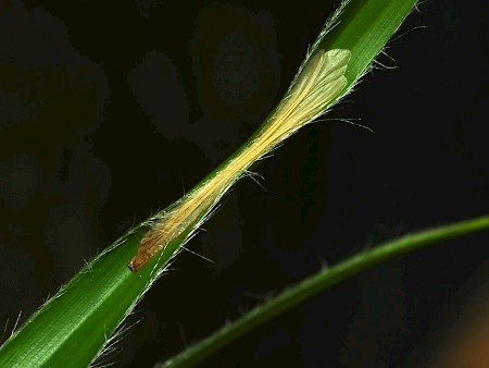 Elachista regificella