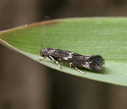 Adult &bull; Copley, Calderdale, reared from mine on G. maxima. &bull; &copy; Charlie Streets