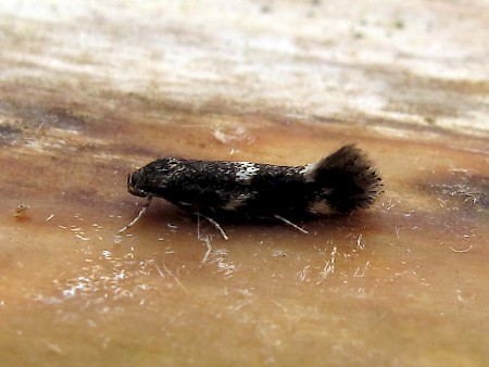 Elachista atricomella