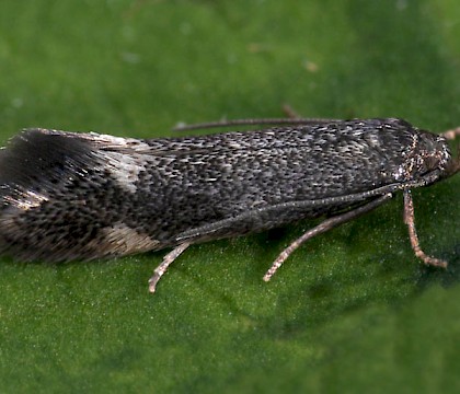 Male &bull; Monkwood, Worcs. &bull; &copy; Oliver Wadsworth