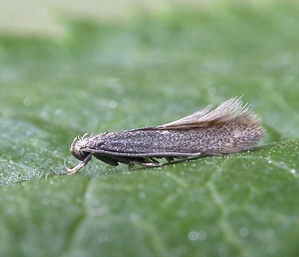Male &bull; Littleborough, Lancs &bull; &copy; Ian Kimber
