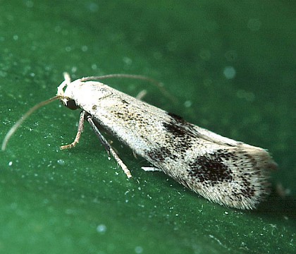Adult &bull; Cromwell Bottom NR, West Yorkshire &bull; &copy; Ian Kimber