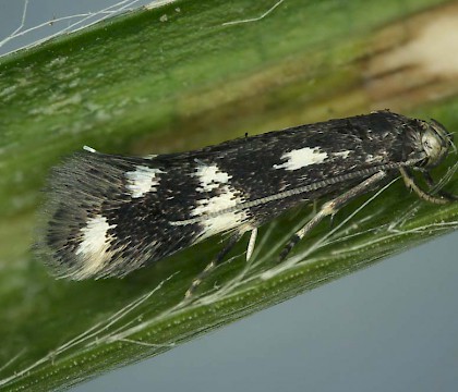 Adult &bull; Mill Mouth, Devon, ex. Larva &bull; &copy; Bob Heckford