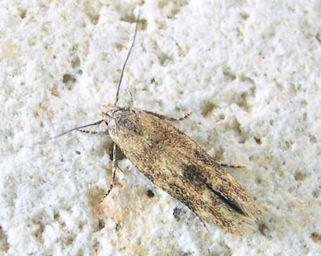 Mompha epilobiella