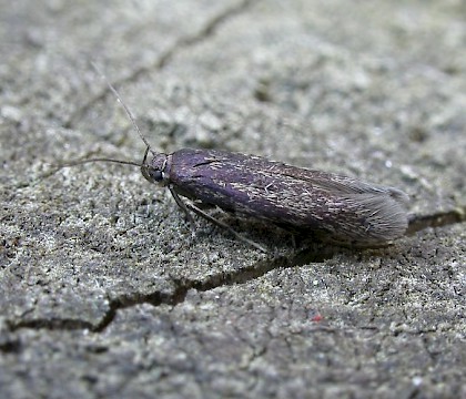 Adult &bull; County Fermanagh, N. Ireland &bull; &copy; Eamonn O? Donnell