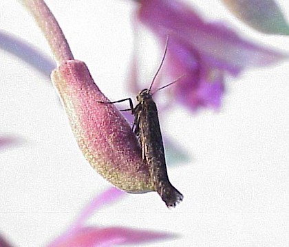 Adult &bull; Allerthorpe Common, York &bull; &copy; Dave Chesmore