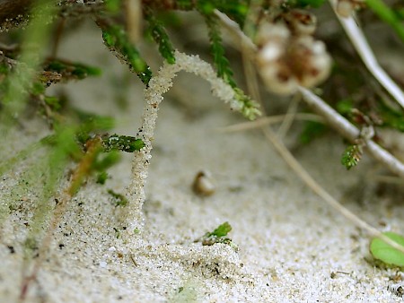 Scythris empetrella