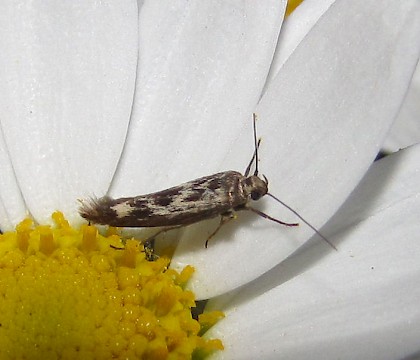 Adult &bull; Ijmuiden, Netherlands &bull; &copy; Shirley O'Brien