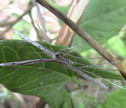 Adult &bull; Great Mattiscombe Sands, Start Point, Devon. 3 September 2003 &bull; &copy; John Walters