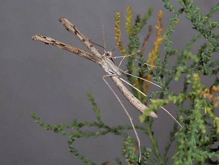 Tamarisk Plume Agdistis tamaricis