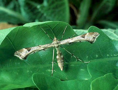 Triangle Plume Platyptilia gonodactyla