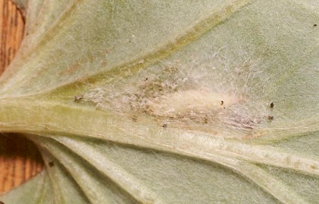 Triangle Plume Platyptilia gonodactyla