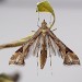 Adult • ex. Pupa on S. virgaurea, Lynmouth, N. Devon • © Bob Heckford